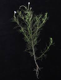 Image result for Rhamphicarpa