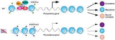 Maybe you would like to learn more about one of these? Frontiers Mammalian Swi Snf Chromatin Remodeling Complexes In Embryonic Stem Cells Regulating The Balance Between Pluripotency And Differentiation Cell And Developmental Biology