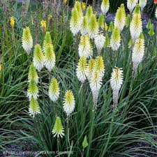 Image result for Kniphofia
