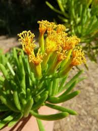 Image result for Senecio barbertonicus