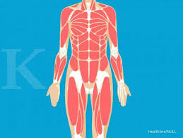 Jaringan epitel dibagi menjadi 3 berdasarkan apa yang di lapisi oleh jaringan tersebut, yaitu : Jenis Jenis Otot Yang Ada Di Tubuh Manusia Serta Fungsinya