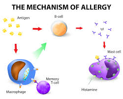 Image result for allergy