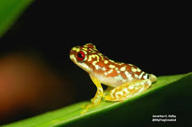 Here S A Baby Mossy Red Eyed Frog Duellmanohyla Soralia From Cusuco National Park Honduras This Endangered Species Is At Risk Of Extinction Due To Chy Kikker
