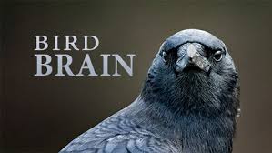 Pbs Nova Bird Brain A Favorite With Us Because We Love Birds Watch As Birds Solve Puzzles And Challenge Our Basic Notions Of Intel Bird Brain Bird Primates