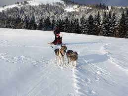 La béringuia est une course de chiens de traîneaux peu banale. Montagne Evolution 66 Photos Local Business Luttenbach Pres Munster France