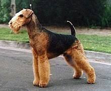 Breeding quality adt's for pet, show and performance. Airedale Terrier Wikipedia