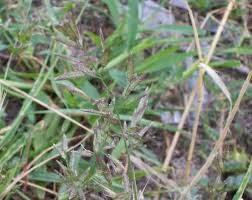 Image result for Eragrostis cilianensis