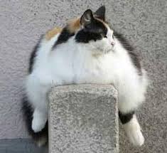 Image result for obesity cat
