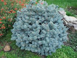 Free shipping on orders over $99 with arrive alive guarantee from the tree center. Pin On Garden Love