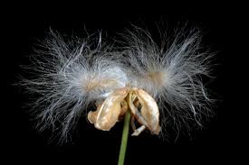 Image result for Eriospermum abyssinicum