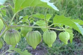 Image result for Physalis angulata
