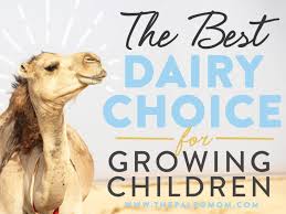 Camel milk is packed with an abundance of nutrition that help you meet you daily dietary goals. The Best Dairy Choice For Growing Children The Paleo Mom