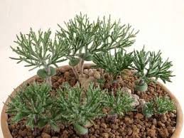 Image result for Eriospermum