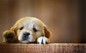 Cool Dog Desktop Wallpapers Top Free Cool Dog Desktop Backgrounds Wallpaperaccess