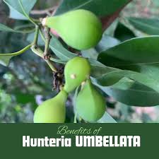 Image result for Hunteria