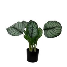 Image result for Marantaceae