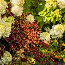 Image result for Coleus hereroensis