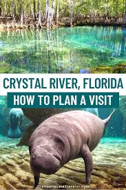 Swimming With Manatees In Florida In 2020 Swimming With Manatees Crystal River Florida Manatee Florida