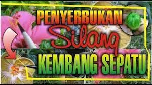 We did not find results for: Penyerbukan Silang Kembang Sepatu Youtube