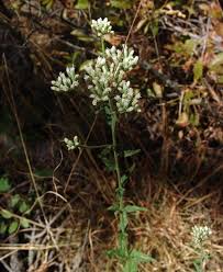 Image result for Hypericophyllum elatum
