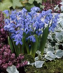 Image result for Scilla