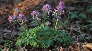Image result for Corydalis