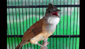 Maybe you would like to learn more about one of these? Cara Mengatasi Burung Cucak Jenggot Macet Bunyi