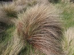 Image result for Schoenus