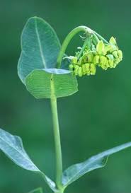 Mead S Milkweed Asclepias Meadii Asclepias Milkweed Endangered Plants