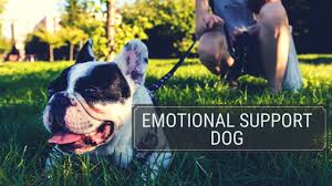 Sample letter from a service provider; Emotional Support Animal Esa Letter Sample Therapy Pet
