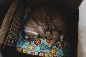 What do different cat sleeping positions mean? What Do Common Cat Sleeping Positions Mean Litter Robot Blog