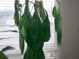Why do avocado leaves turn brown? Browning Leaves On An Indoor Avocado Laidback Gardener