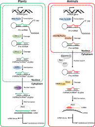 Maybe you would like to learn more about one of these? Micrornas From Plants To Animals Do They Define A New Messenger For Communication Nutrition Metabolism Full Text