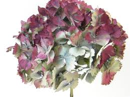 This cute little wreath would look great in any room in the home. Dried Hydrangea Flower Head Red Small Dried Flowers Shop