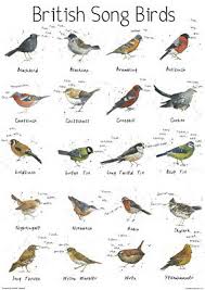 Large British Song Bird Garden Chart Poster Print Wildlife