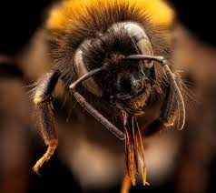 Image result for Bombus subterraneus
