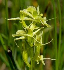 Image result for Liparis mulindana