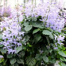 Image result for Plectranthus elegans