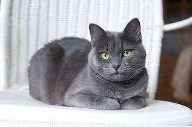 Russian blue balinese cat hypoallergenic cats. Russian Blue Cat Breed Wiki Fandom