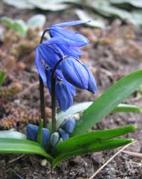 Image result for Scilla benguellensis