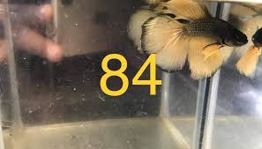 Betta siamese fighting fish, betta splendens , popular aquarium fish. Platinum Betta Fish Facebook