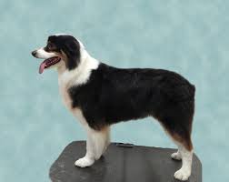 Australian Shepherd Haircut Australian Shepherd Dog Friends Dog Mom