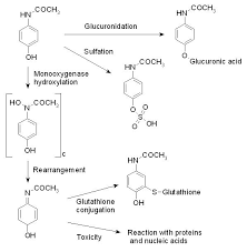The oral disintegrating tablets start to work in about 20 minutes. Paracetamol Detailed Information Wikidoc