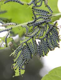 Maybe you would like to learn more about one of these? Hoot Owl Karma Catawba Worms Catawba Worms Catawba Worms