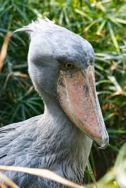 Bird With Large Beak Shoebill Owner Of An Extraordinarily Large Beak The Shoebill Is Found In The Tropical Swamps Of Central Tropical A Unusual Animals Animals Interesting Animals