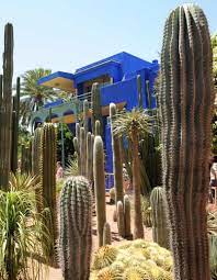 Facts about a saguaro cactus 3. Looking Sharp How The Cactus Became The World S Most Wanted Plant Homes The Guardian