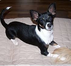 The decker rat terrier is slightly larger than the rat terrier and should range between 22 to 40 pounds. Rat Cha Rat Terrier X Chihuahua Mix Info Temperament Training Puppies Pictures