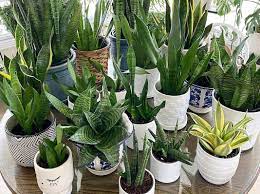 Selain itu, lidah mertua sansevieria trifasciata juga cocok. 12 Tanaman Hias Sansevieria Alias Lidah Mertua Terlaris Di 2021 Dengan Harga Terbaru Ada Jenis Moonshine Dll Kabar Lumajang