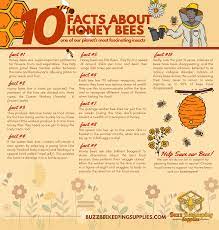10 Fun Facts About Honey Bees Honey Bee Facts Bee Facts Bee