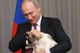 video putinu podarili shenka alabaya po klichke vernyj rossijskaya gazeta